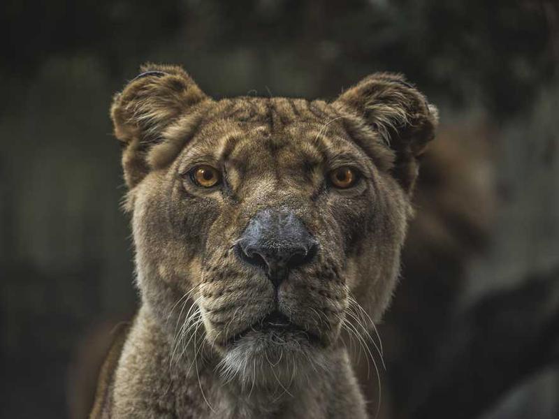 Saigon South Residences – Phú Mỹ Hưng